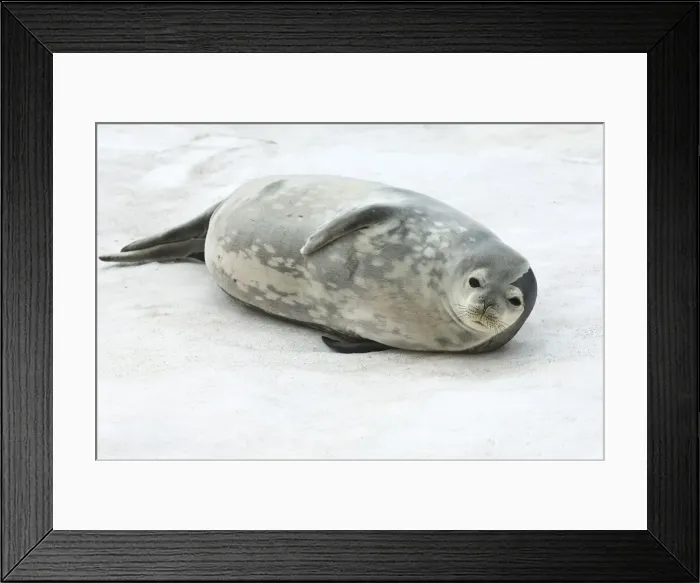 Framed Print : DDE-90023783 Framed Print : DDE-90023783