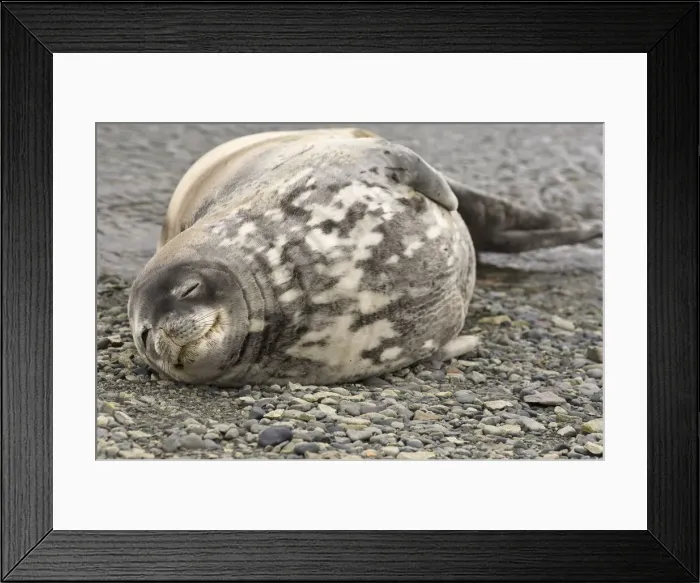 Framed Print : DDE-90023781