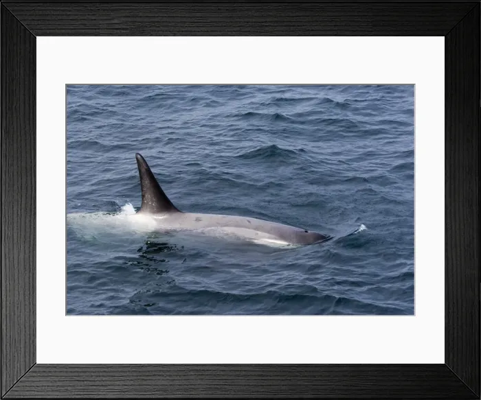 Framed Print : DDE-90023784 Framed Print : DDE-90023784