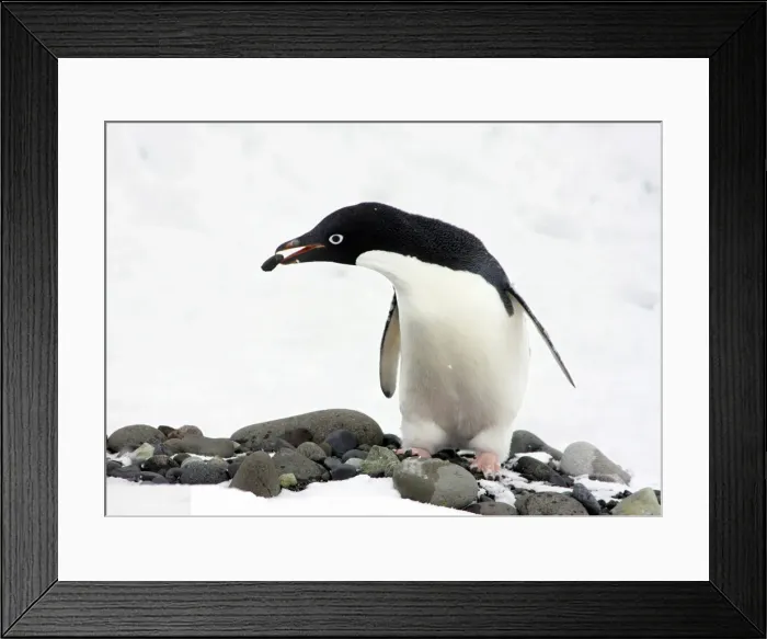 Framed Print : DDE-90023793 Framed Print : DDE-90023793