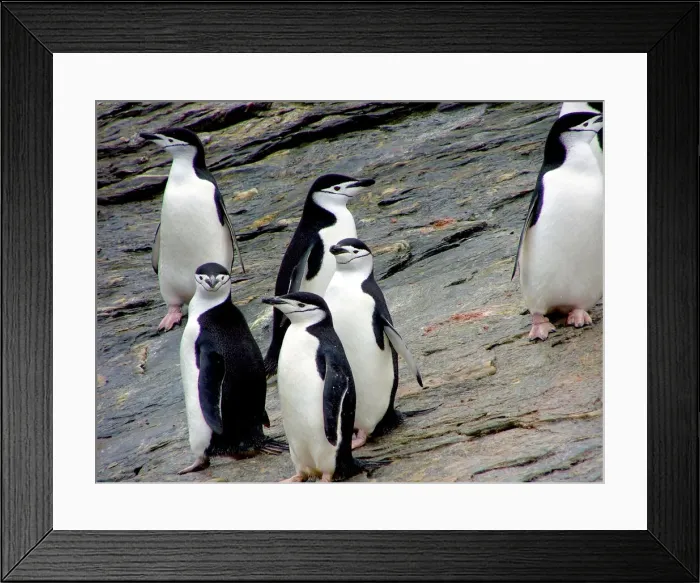 Framed Print : DDE-90023792 Framed Print : DDE-90023792