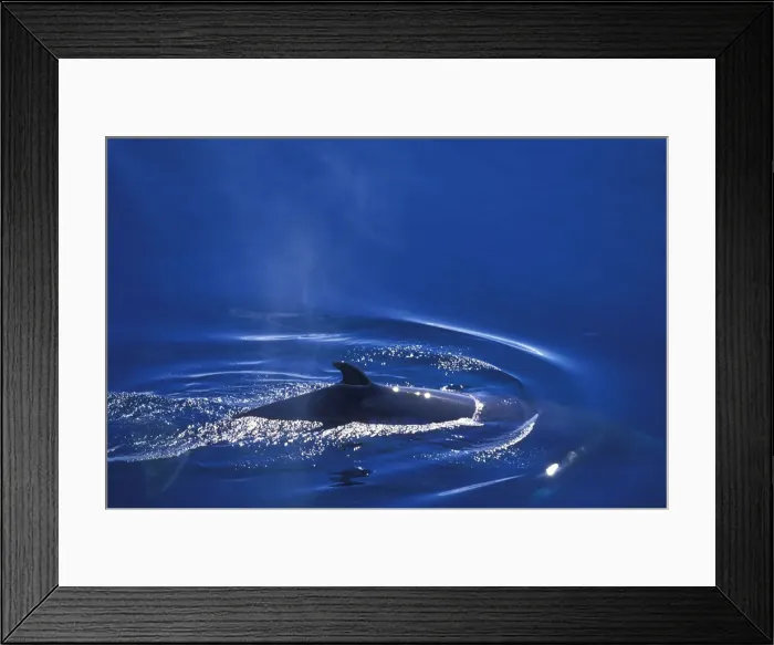 Framed Print : DDE-90023796 Framed Print : DDE-90023796
