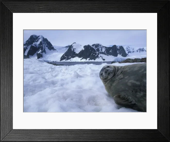 Framed Print : DDE-90023798 Framed Print : DDE-90023798