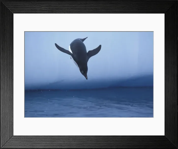 Framed Print : DDE-90023799