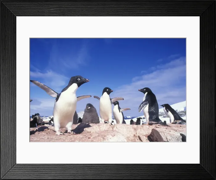 Framed Print : DDE-90023800
