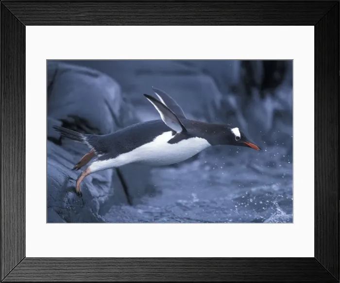 Framed Print : DDE-90023801 Framed Print : DDE-90023801
