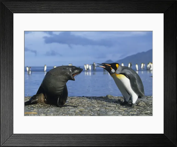 Framed Print : DDE-90023795 Framed Print : DDE-90023795