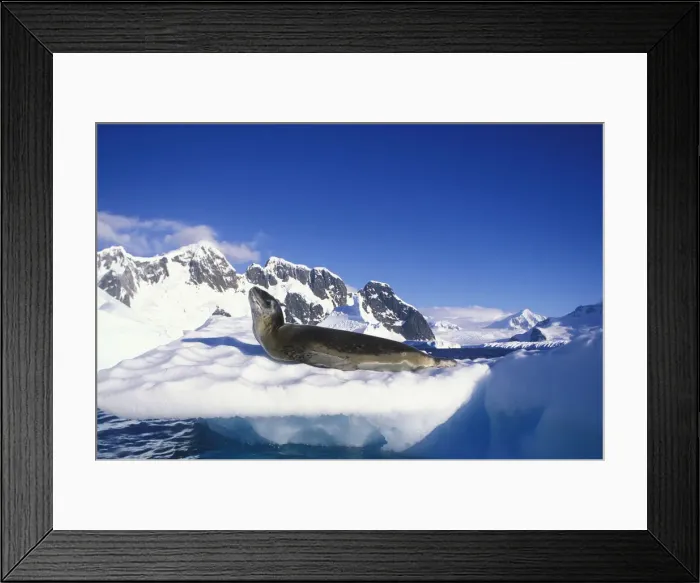 Framed Print : DDE-90023803 Framed Print : DDE-90023803
