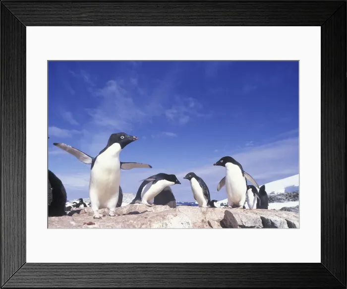 Framed Print : DDE-90023805 Framed Print : DDE-90023805