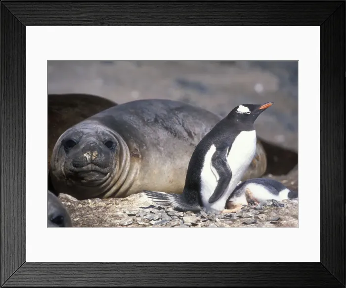 Framed Print : DDE-90023806 Framed Print : DDE-90023806