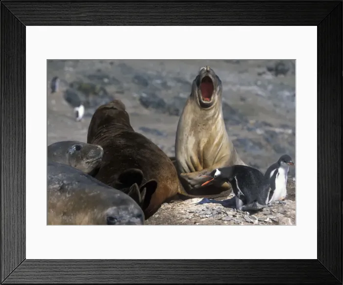 Framed Print : DDE-90023807 Framed Print : DDE-90023807