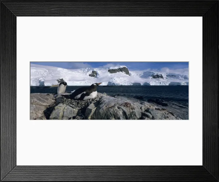 Framed Print : DDE-90023813 Framed Print : DDE-90023813