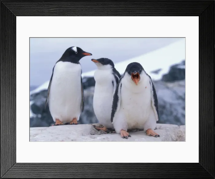 Framed Print : DDE-90023819 Framed Print : DDE-90023819