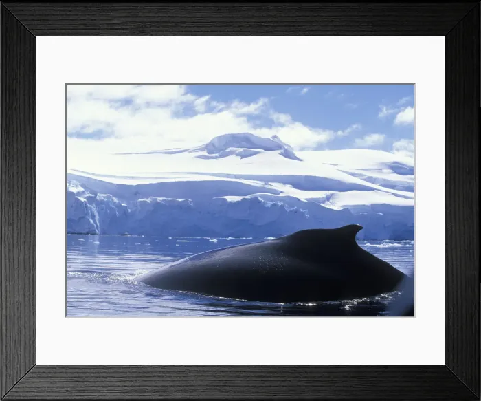 Framed Print : DDE-90023827 Framed Print : DDE-90023827