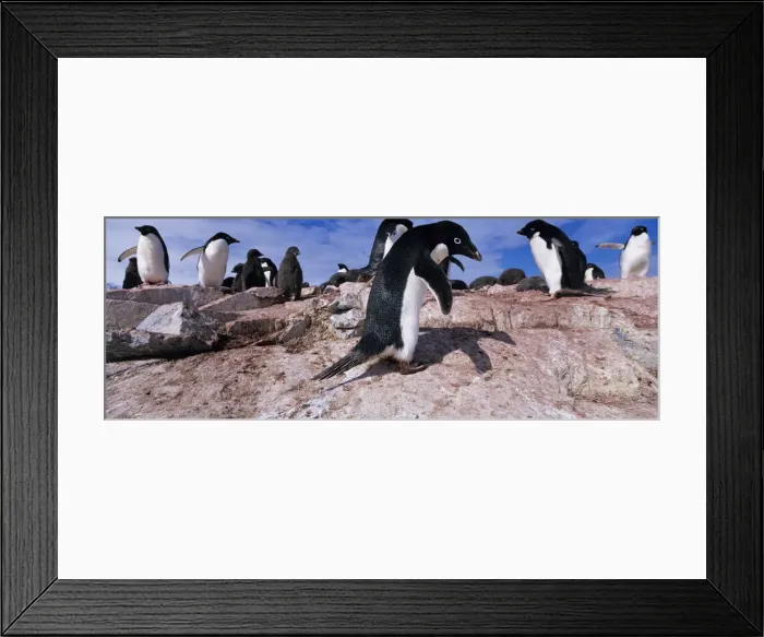 Framed Print : DDE-90023830 Framed Print : DDE-90023830