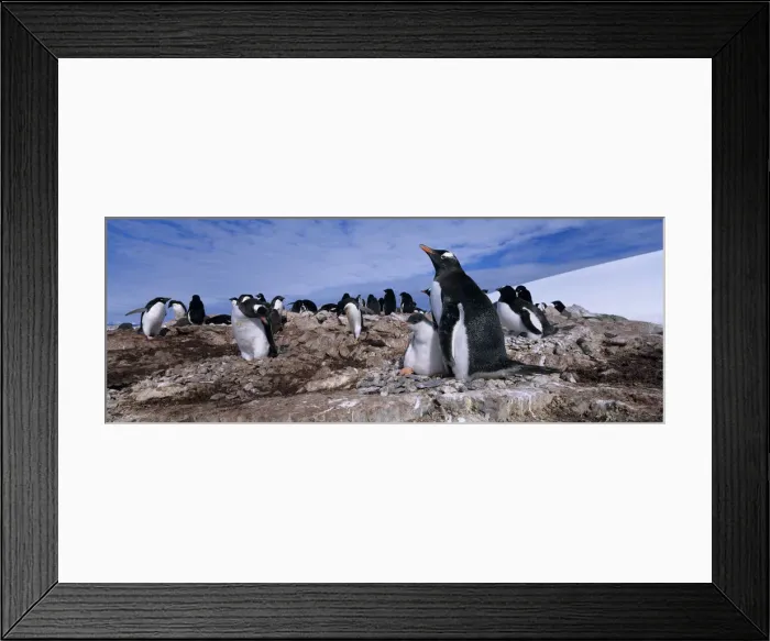 Framed Print : DDE-90023831