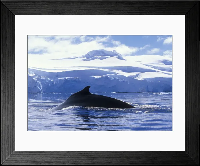 Framed Print : DDE-90023828 Framed Print : DDE-90023828