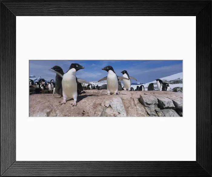 Framed Print : DDE-90023833
