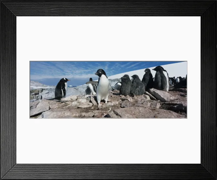 Framed Print : DDE-90023832