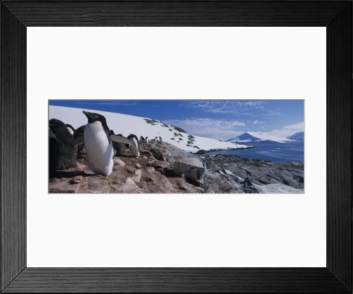Framed Print : DDE-90023834 Framed Print : DDE-90023834