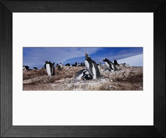 Framed Print : DDE-90023835 Framed Print : DDE-90023835