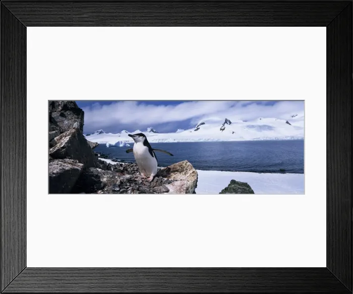 Framed Print : DDE-90023838 Framed Print : DDE-90023838
