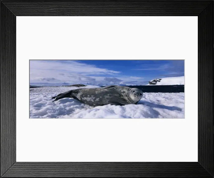 Framed Print : DDE-90023839 Framed Print : DDE-90023839