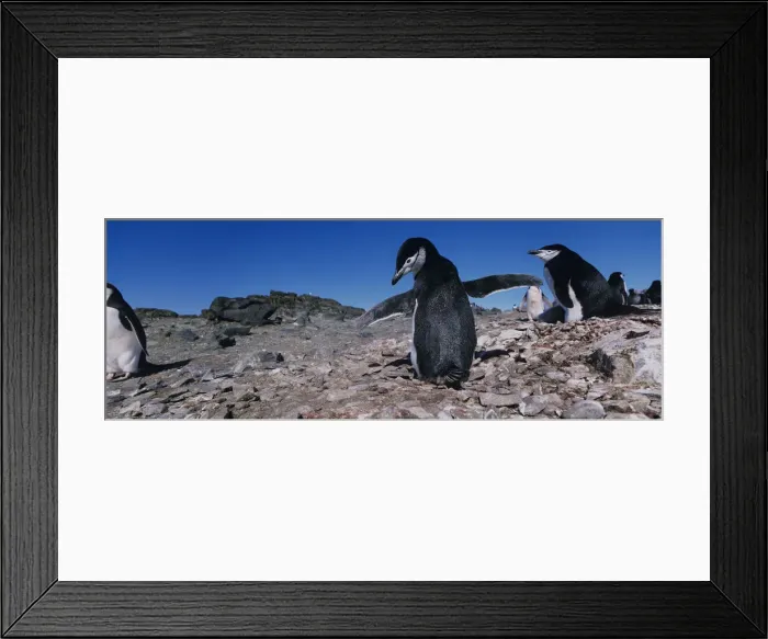 Framed Print : DDE-90023842