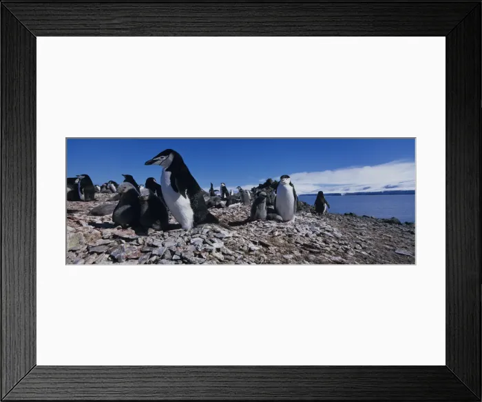 Framed Print : DDE-90023841 Framed Print : DDE-90023841