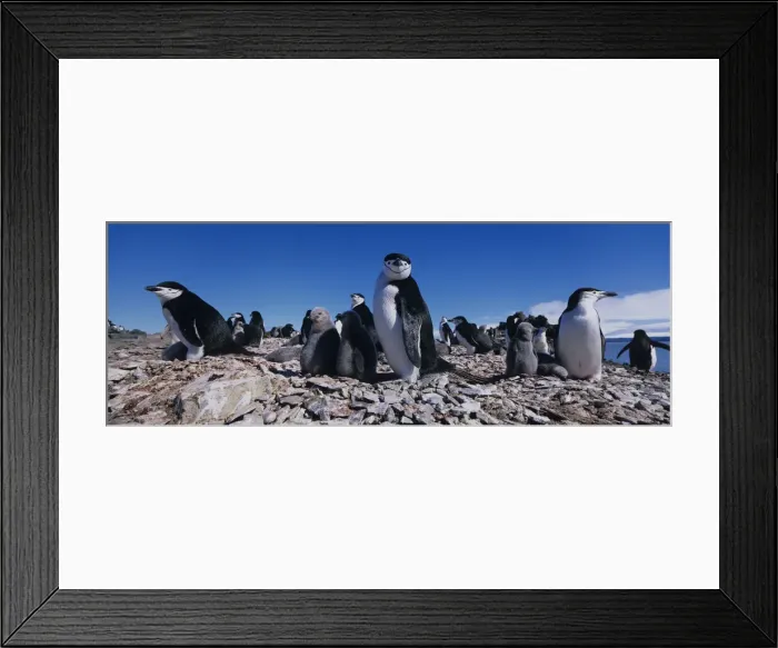 Framed Print : DDE-90023843 Framed Print : DDE-90023843