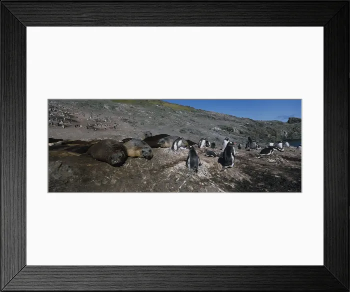Framed Print : DDE-90023844 Framed Print : DDE-90023844