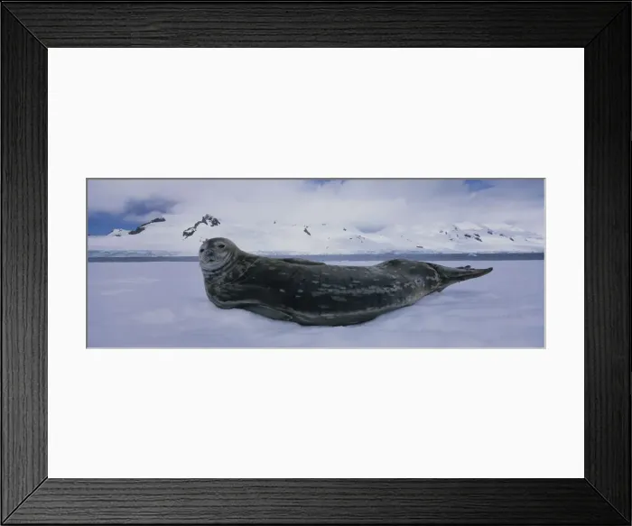 Framed Print : DDE-90023845 Framed Print : DDE-90023845