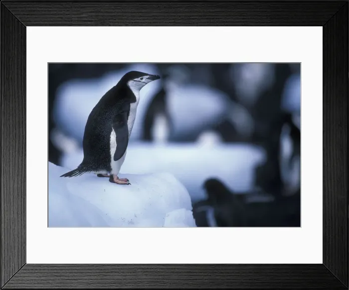 Framed Print : DDE-90023847 Framed Print : DDE-90023847