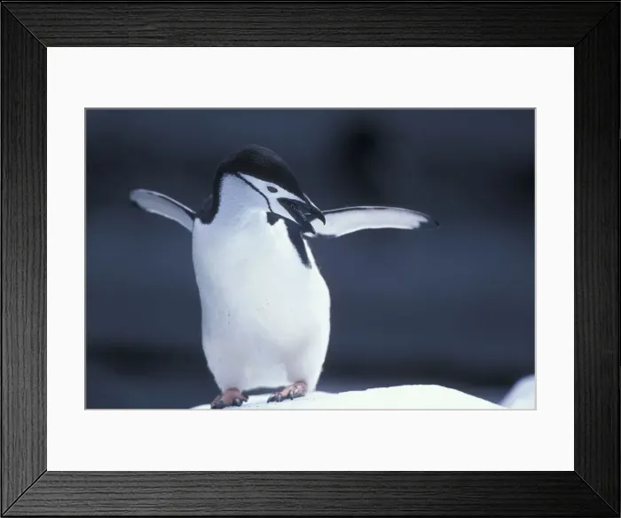 Framed Print : DDE-90023848 Framed Print : DDE-90023848