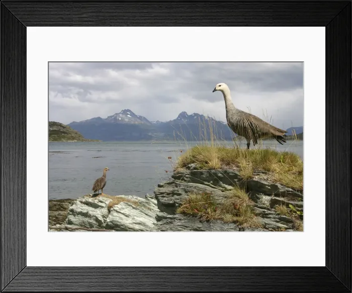 Framed Print : DDE-90023849