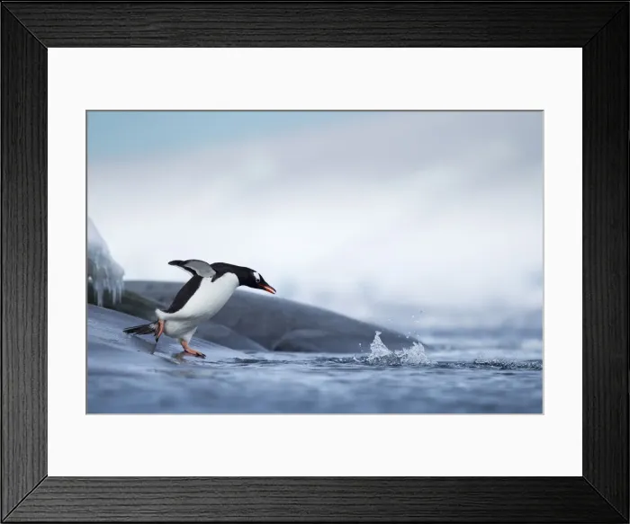 Framed Print : DDE-90023852 Framed Print : DDE-90023852
