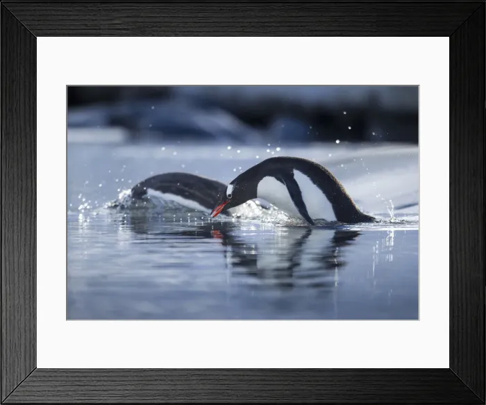 Framed Print : DDE-90023854 Framed Print : DDE-90023854