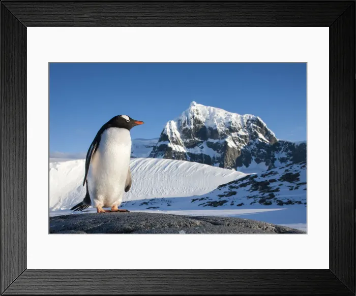 Framed Print : DDE-90023853 Framed Print : DDE-90023853