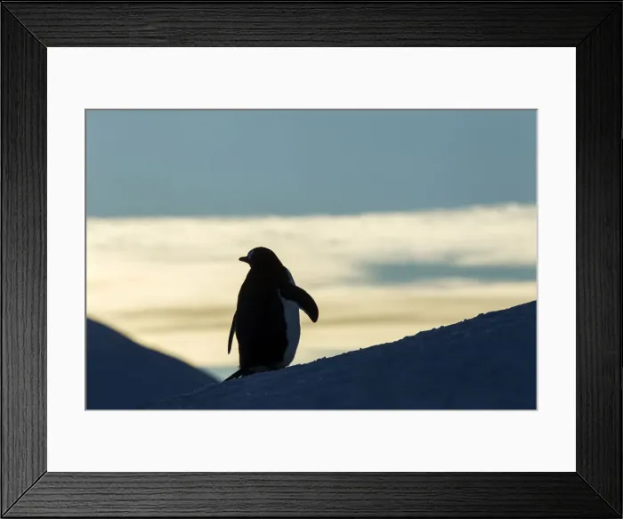 Framed Print : DDE-90023859 Framed Print : DDE-90023859
