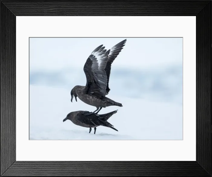 Framed Print : DDE-90023879 Framed Print : DDE-90023879