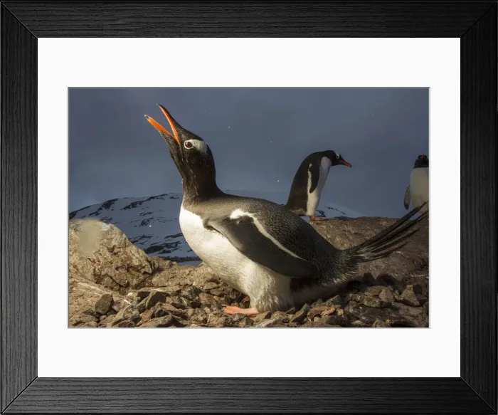 Framed Print : DDE-90023880 Framed Print : DDE-90023880