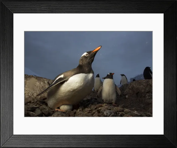 Framed Print : DDE-90023881 Framed Print : DDE-90023881