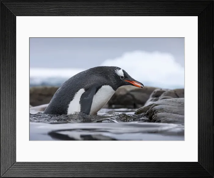 Framed Print : DDE-90023882 Framed Print : DDE-90023882
