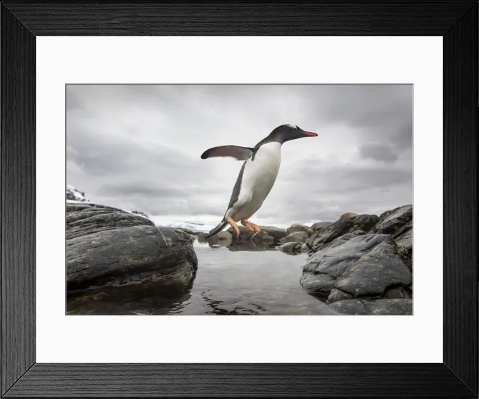 Framed Print : DDE-90023884 Framed Print : DDE-90023884