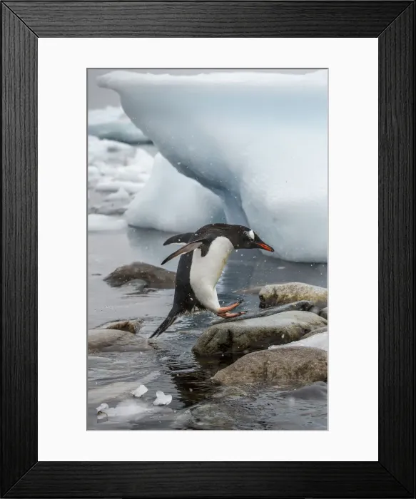 Framed Print : DDE-90023885 Framed Print : DDE-90023885