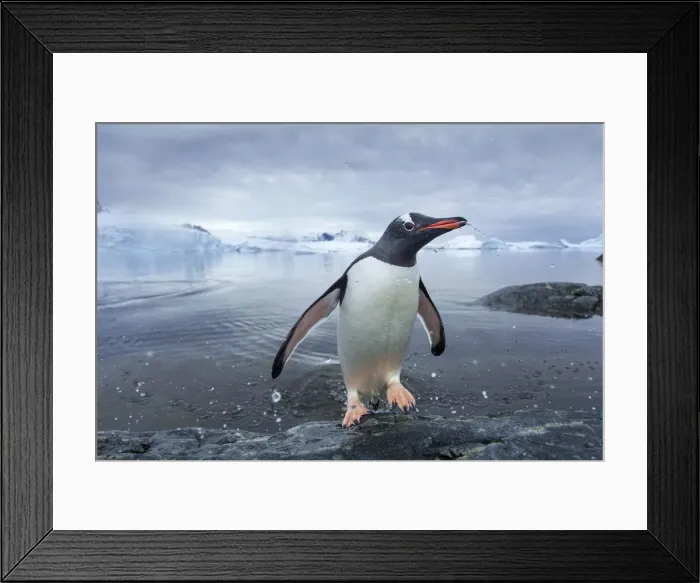 Framed Print : DDE-90023886