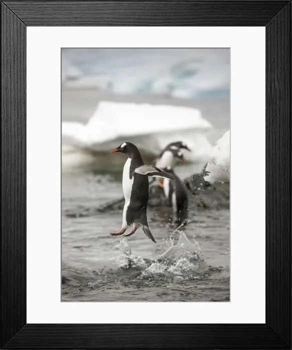 Framed Print : DDE-90023887 Framed Print : DDE-90023887
