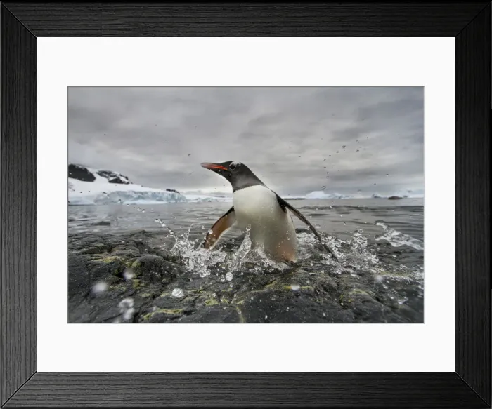 Framed Print : DDE-90023888 Framed Print : DDE-90023888