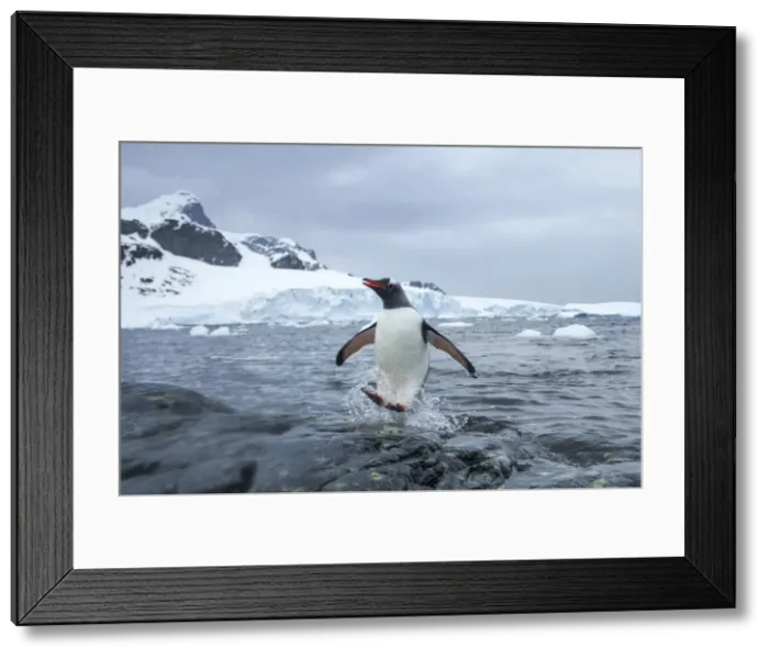 Framed Print : DDE-90023890 Framed Print : DDE-90023890