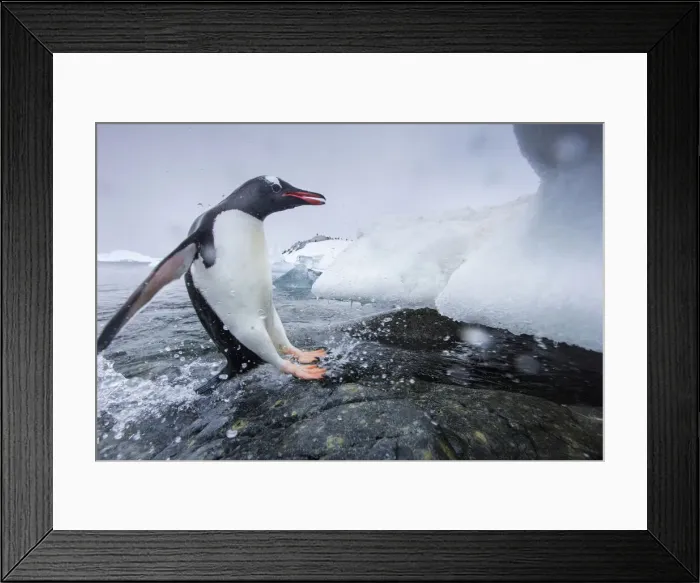Framed Print : DDE-90023889 Framed Print : DDE-90023889